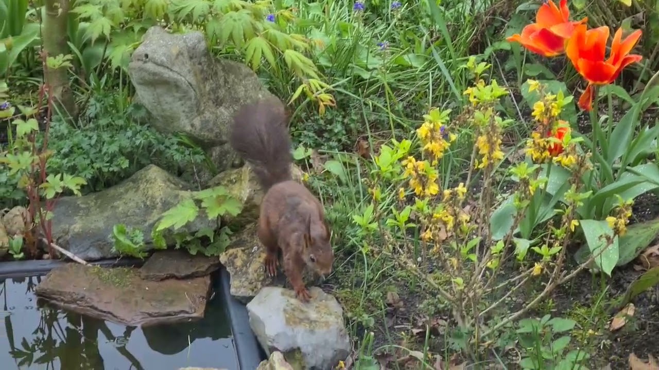 Eekhoorn in de tuin