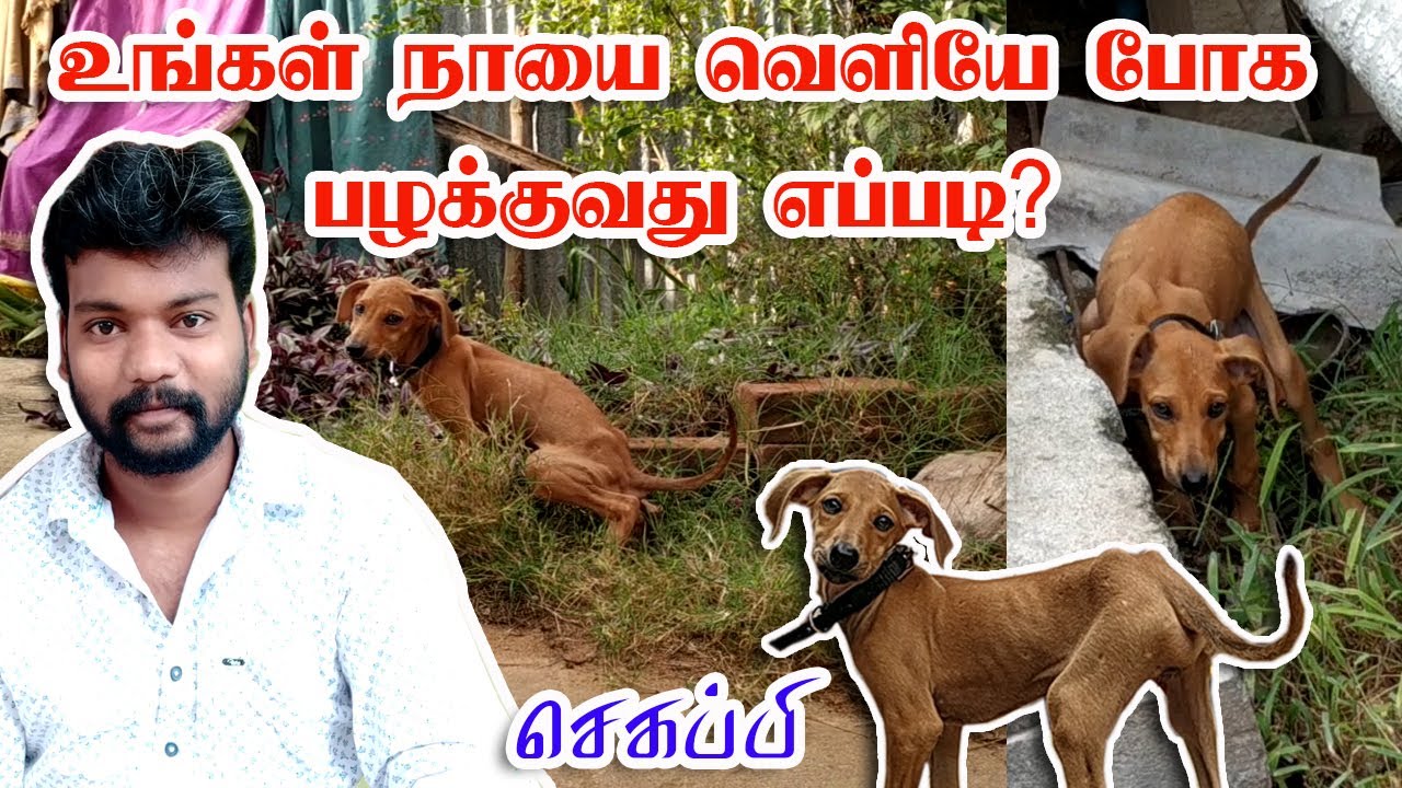 Potty Training with 7Days Clear Demo உங்கள் நாயை வெளியே போக பழக்குவது எப்படி? செய்முறை விளக்கம் இதோ!