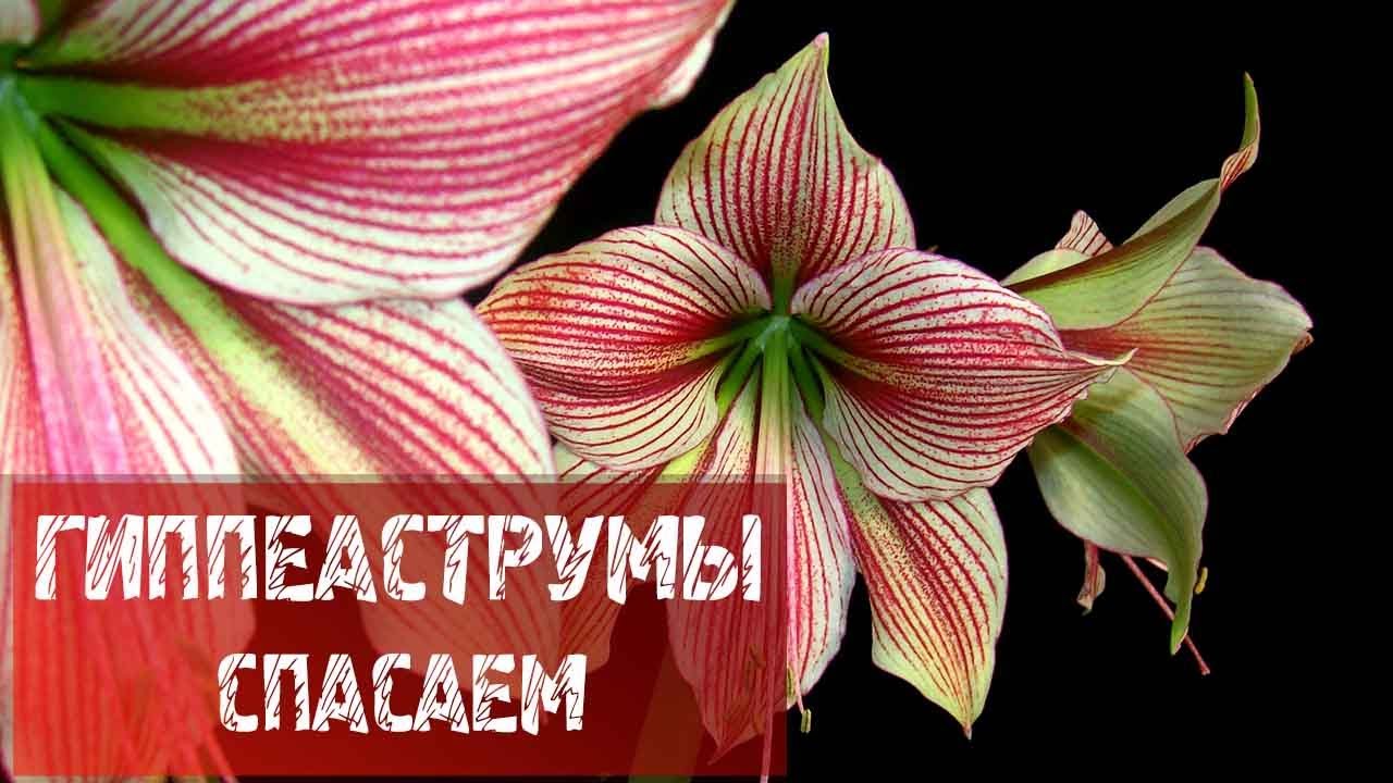 СПАСАЕМ ГИППЕАСТРУМЫ