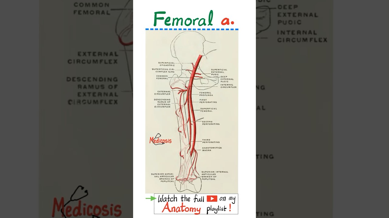 Femoral Artery - Popliteal Artery - Anatomy of Lower Limbs..#anatomy #physiology #biology #medschool
