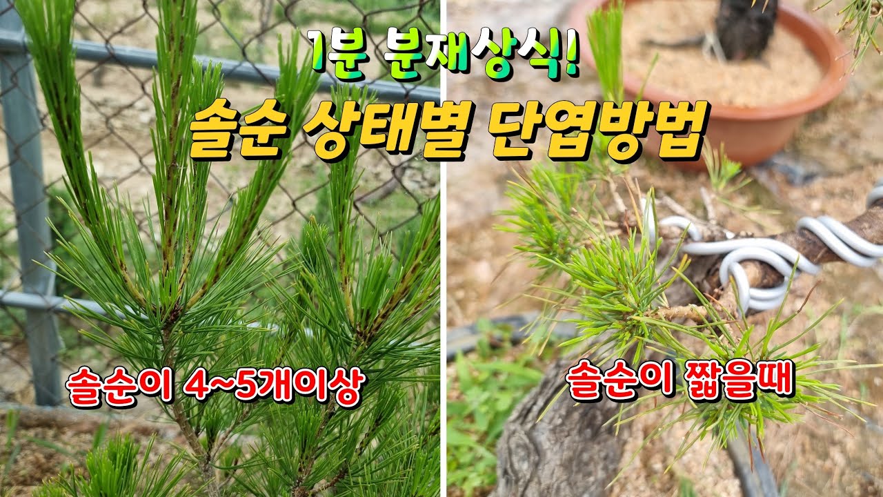 [1분 분재상식] 소나무 솔순 상태별 단엽방법  - 새싹분재원TV Sprout Bonsai TV