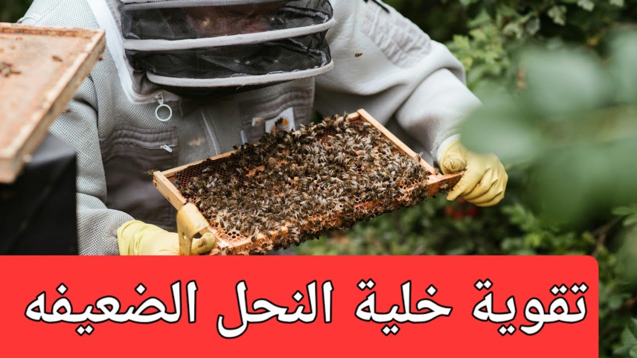 كيف نقوي خلية النحل الضعيفه  بأبسط الطرق ..؟