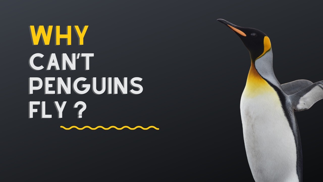 Real reason behind penguins' flightlessness