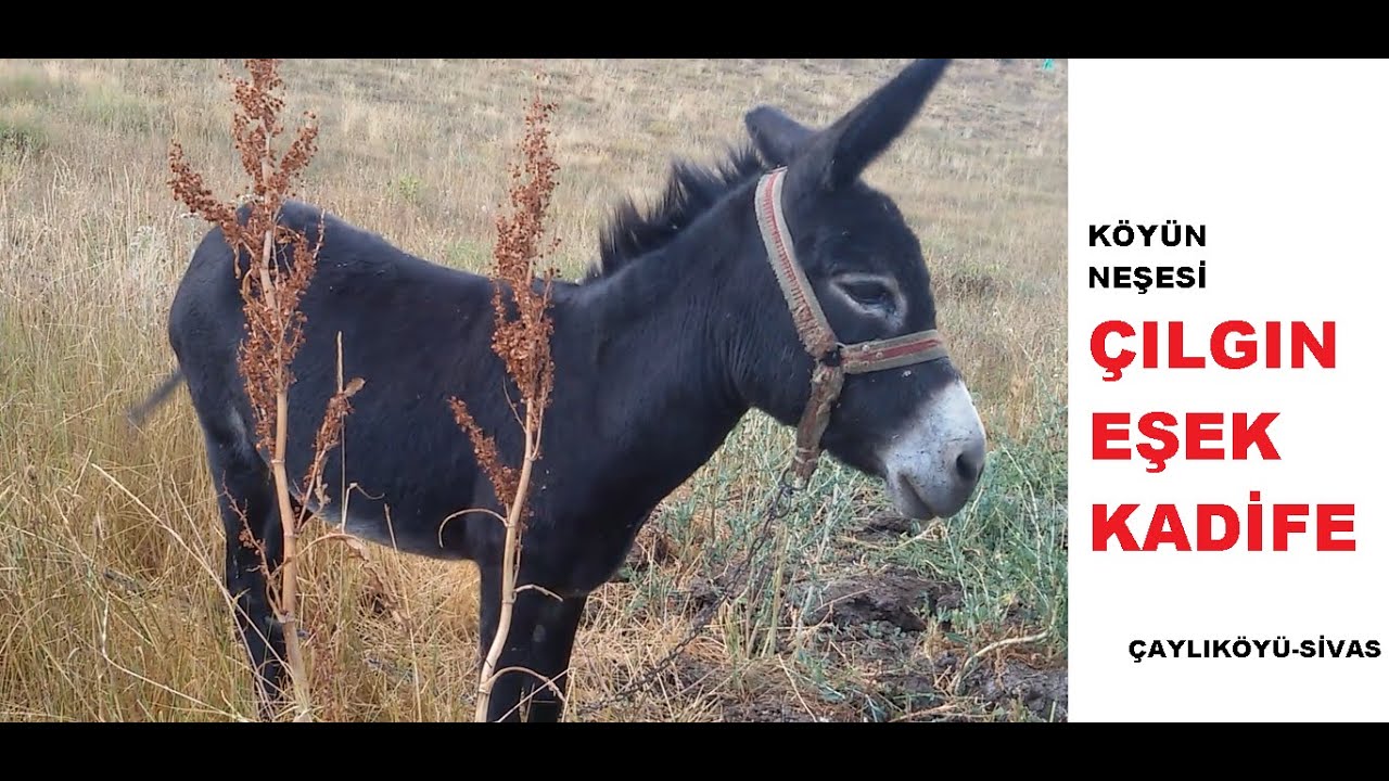 ÇILGIN EŞŞEK KADİFE -Eşek sesi anırması/Oğuzhan büyük