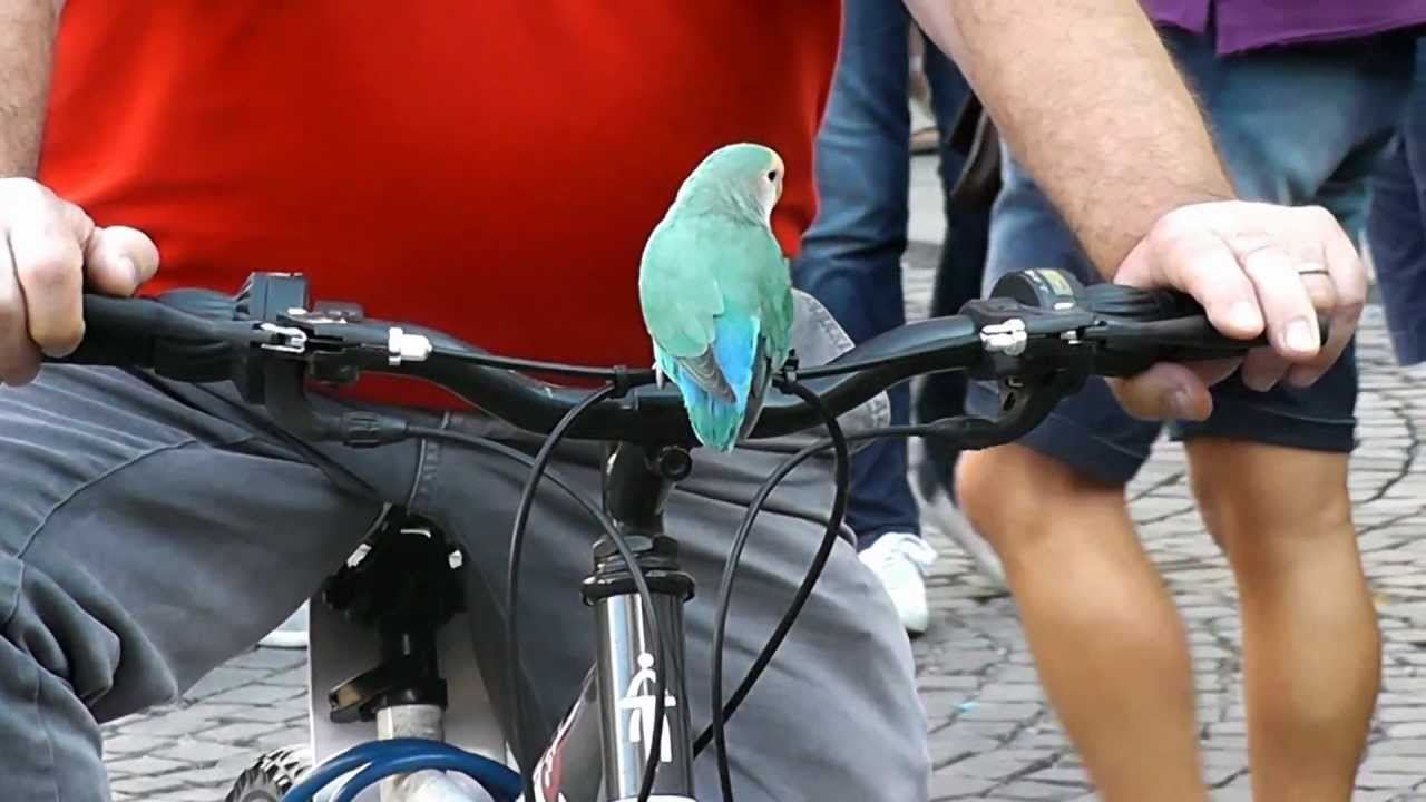 A bird listening to Estas Tonne during his performance