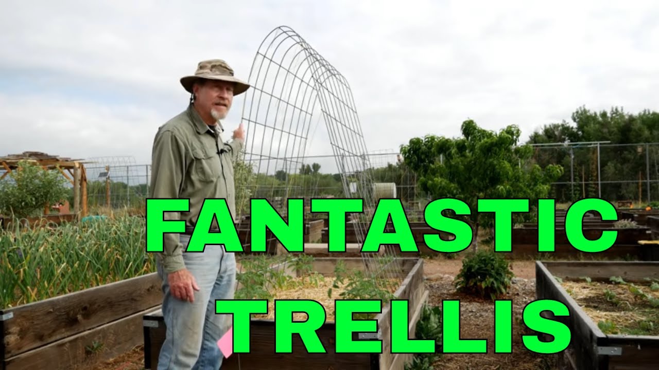 The Best Tomato Trellis