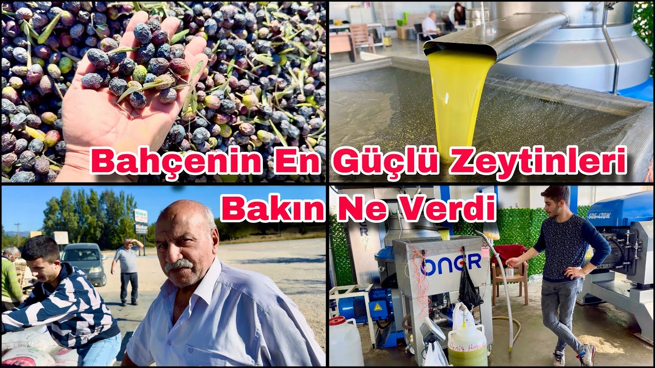 410 Kilo Zeytinden Bakın Kaç Kilo Zeytinyağı Çıktı ? Osmaniye Sumbas