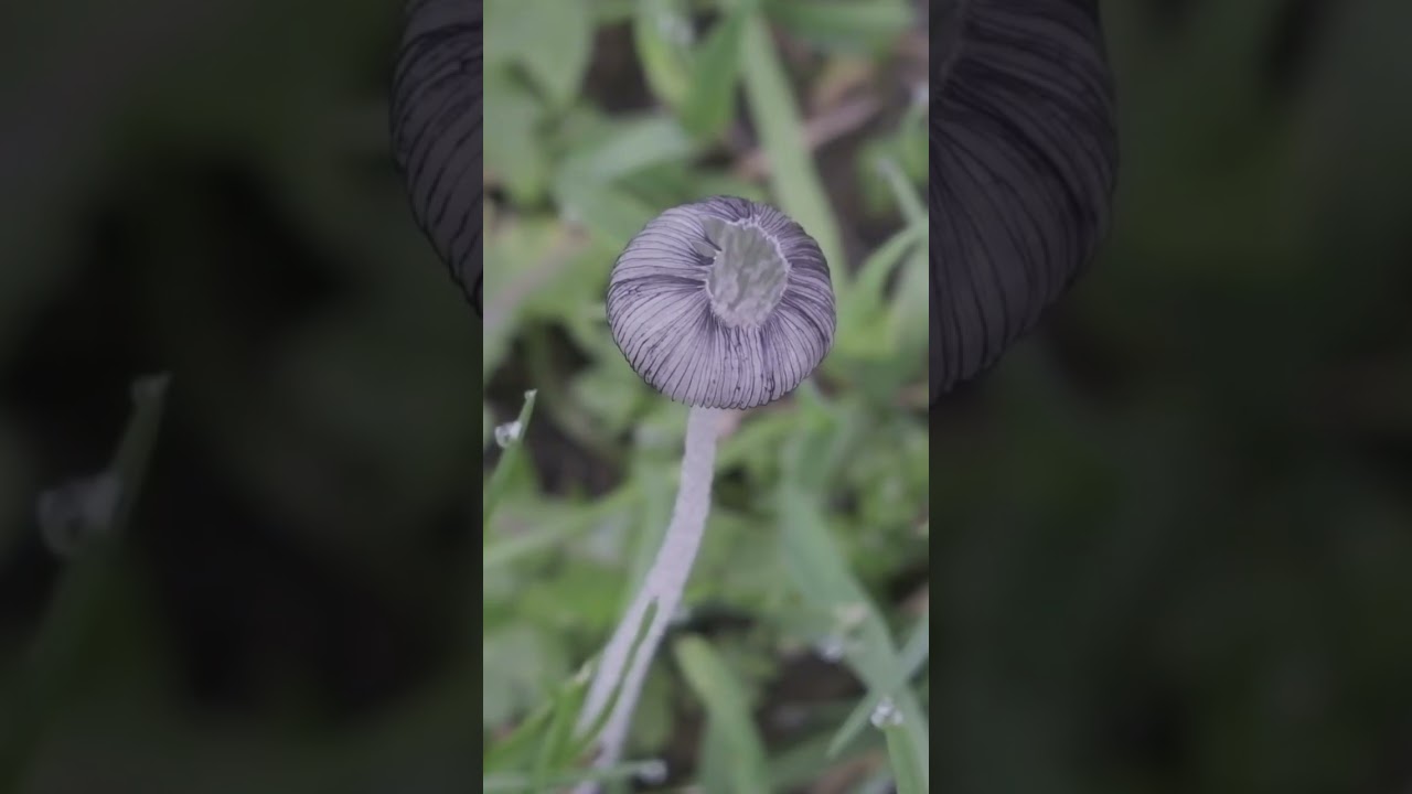 Hare&rsquo;s foot ink cap mushroom #autumn #nature #inkcap #mushroom