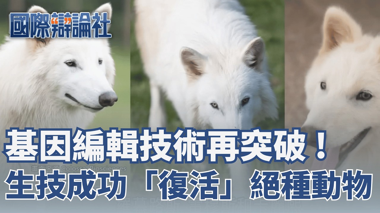 基因編輯技術突破 生技成功「復活」絕種動物！減肥商機成陷阱！非法假藥流入市場 歐美名人「打針甩肉」減肥藥副作用惹議！│ 主播 劉宸希 │【國際辯論社 完整版】20260223│三立LIVE新聞