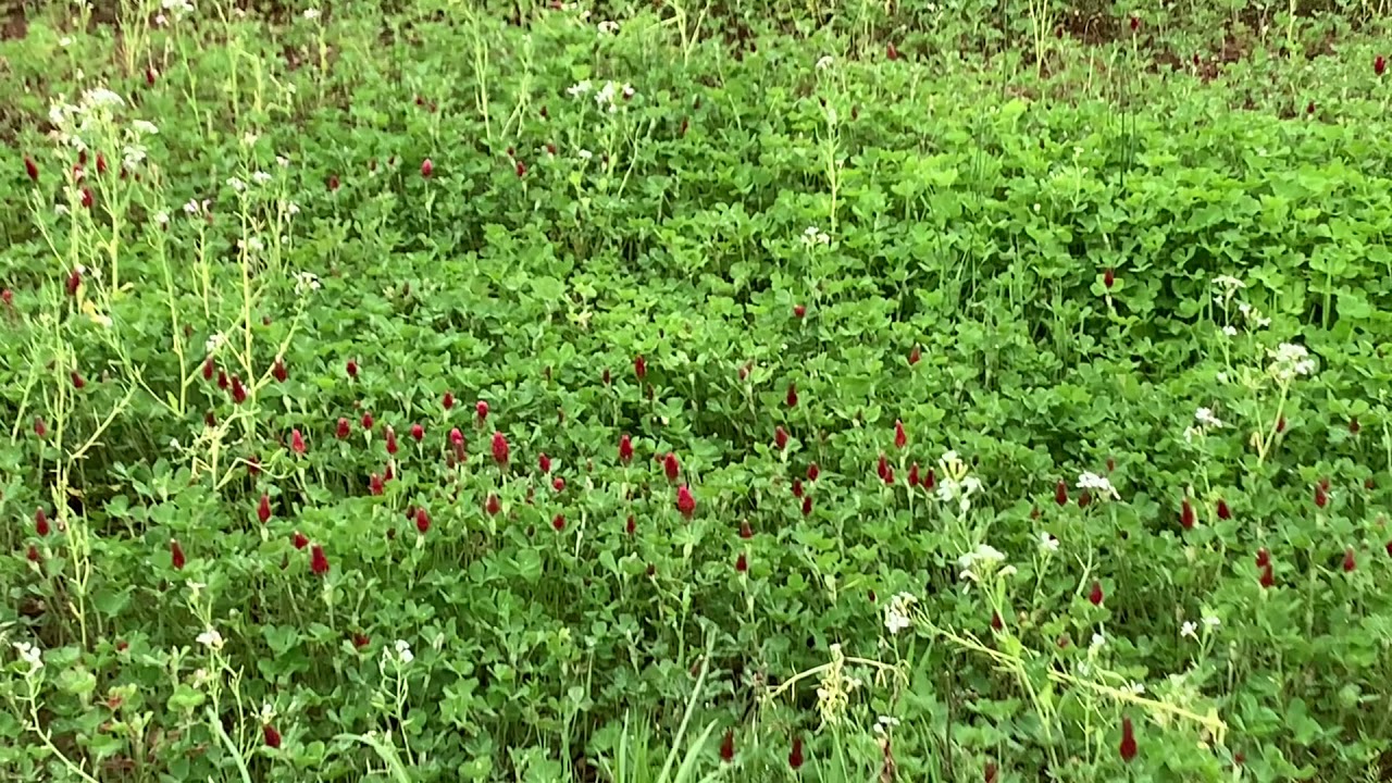 Benefits of Crimson Clover