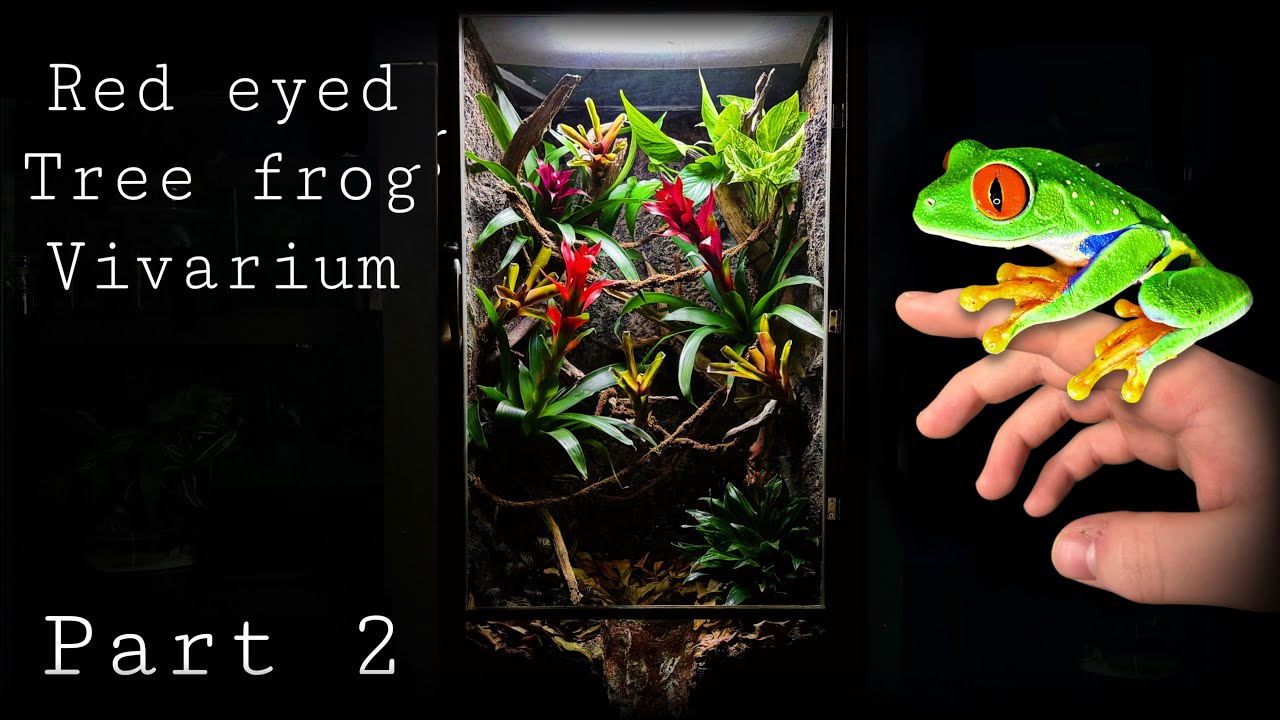 Naturalistic red eyed tree frog vivarium part 2