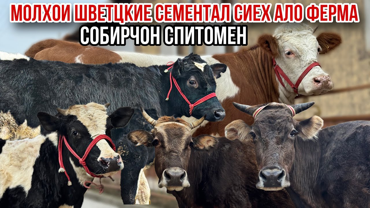 Молхои  Собирчон Спитомен Сементал Шветц чорное пестрие бука 16 февраля 2026 г.