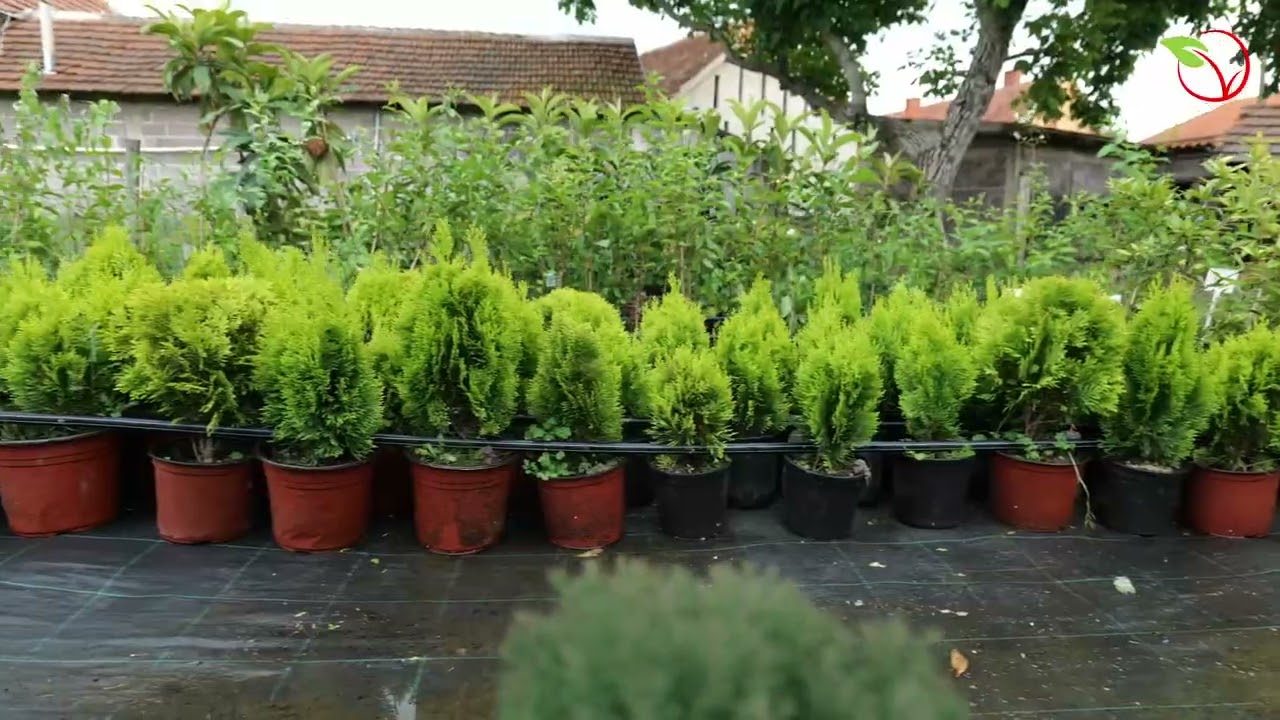 Prodaja Sadnica Online 🌱 | Prodavnica Sadnica | Kupite Sadnice Brzo i Jednostavno!🛒