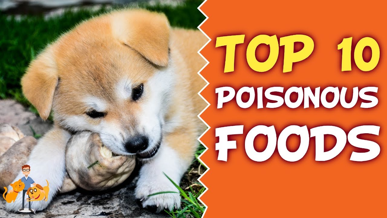 Common Pet Poisons: Top 10 Poisonous Food for Cats and Dogs
