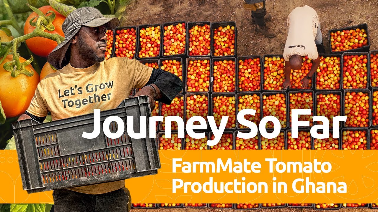 FarmMate Tomato Production In Ghana - The Journey So Far