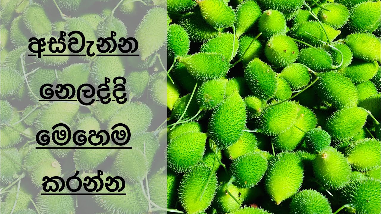 අස්වැන්න නෙලද්දි වැදගත් කරුණු ටිකක් 