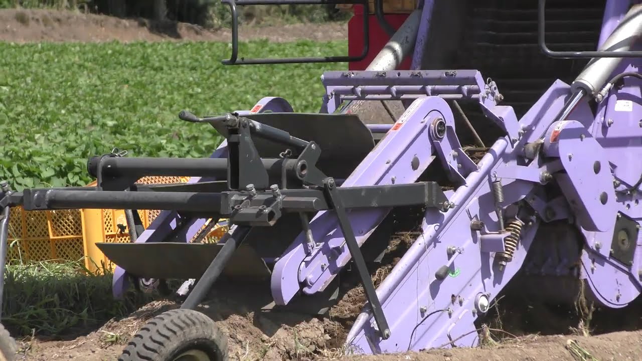 さつまいもの収穫　20160730