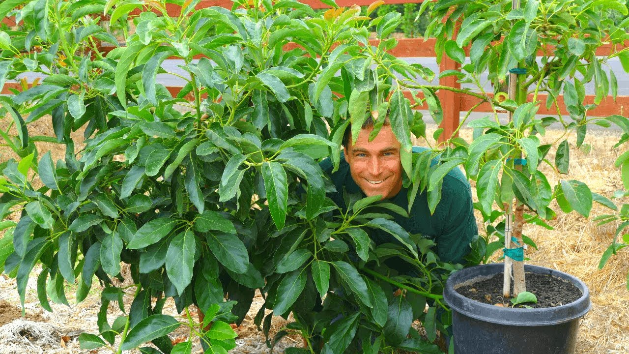 Planting AVOCADO TREES with GREYWATER!!! | PART 1