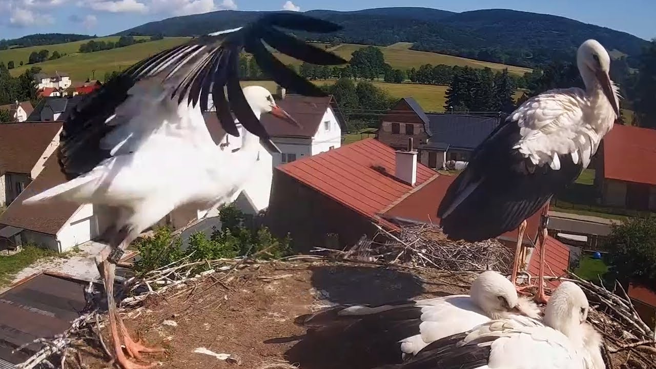Čápi Mladé Buky | Čápata odletěla, Bobík zatím zůstává | The storklets flew away, Bobik stays