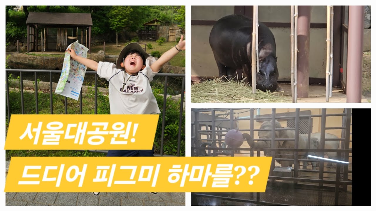 서울대공원을 가다! 피그미 하마를 만날 수 있을까?!