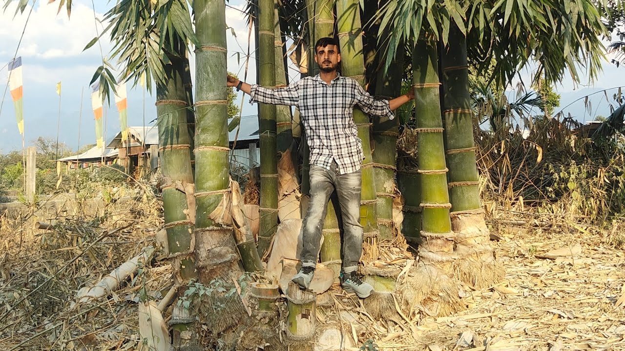 Dragon Bamboo plantation