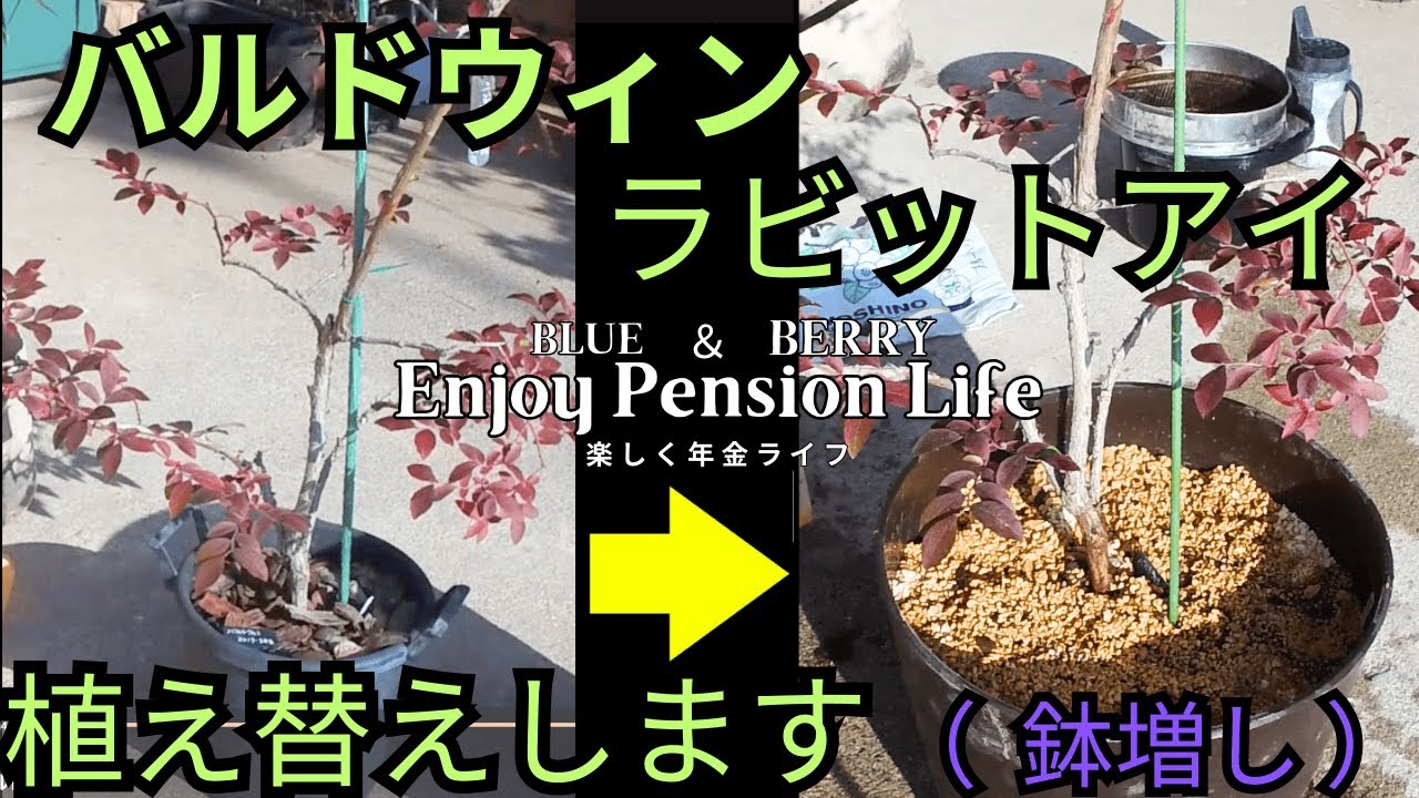 バルドウィン(ブルーベリー、R.E.）鉢増し　Rev.2