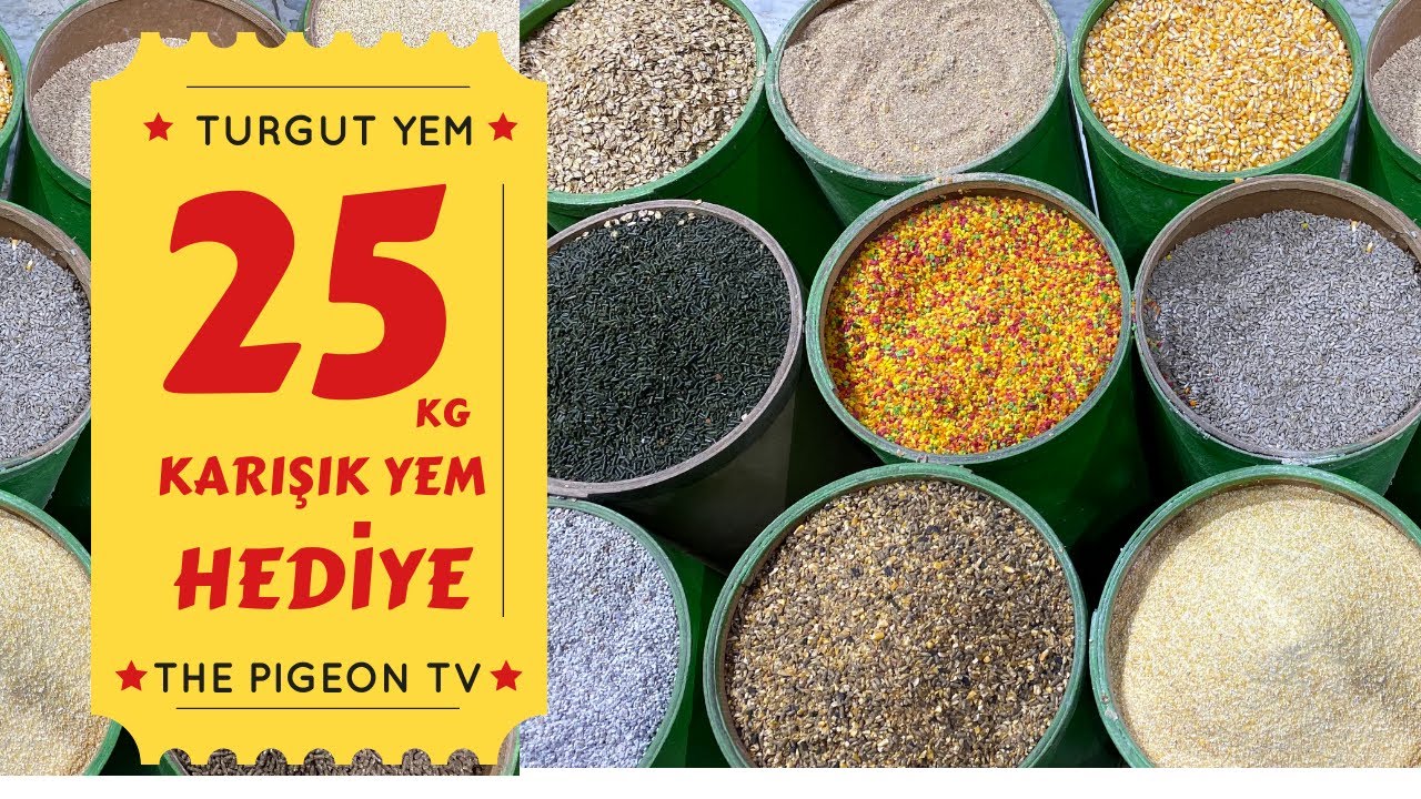 Güvercin Irklarına Özel Doğru Yem Rasyonu Hazırlama ...