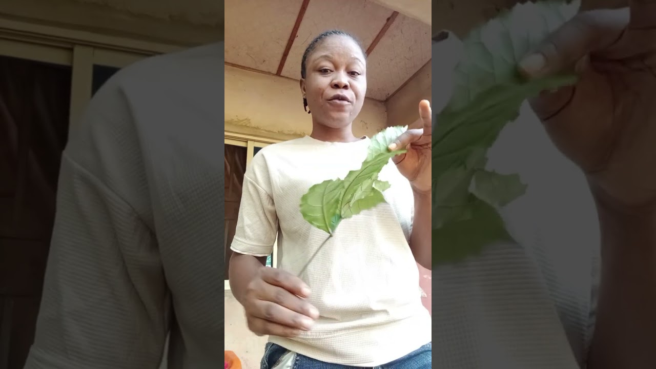 Holy trees in Africa,what is your intake