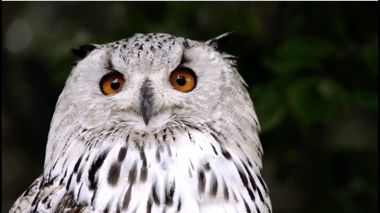 Wildlife In 4K Animals with Relaxing Quran recitation |محمد اللحيدان- Mohamad Al Luhaidan