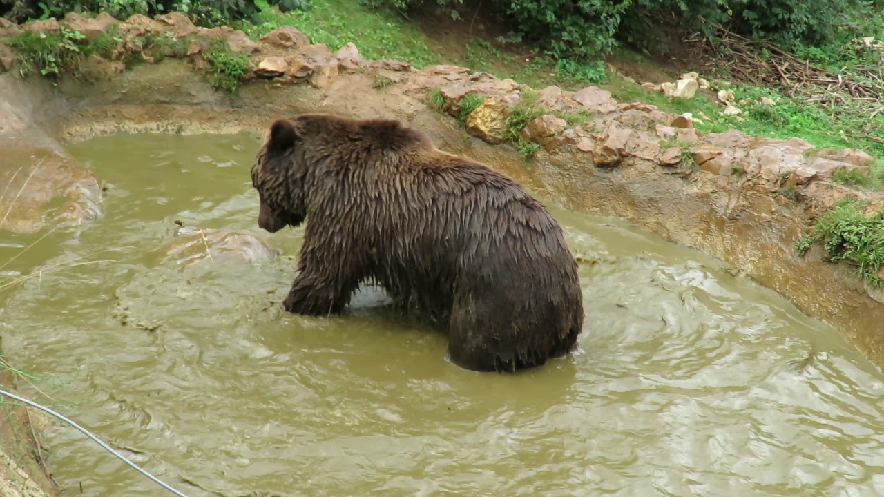 B&auml;renrefugium/Bear Sanctuary Kuterevo - Kroatien