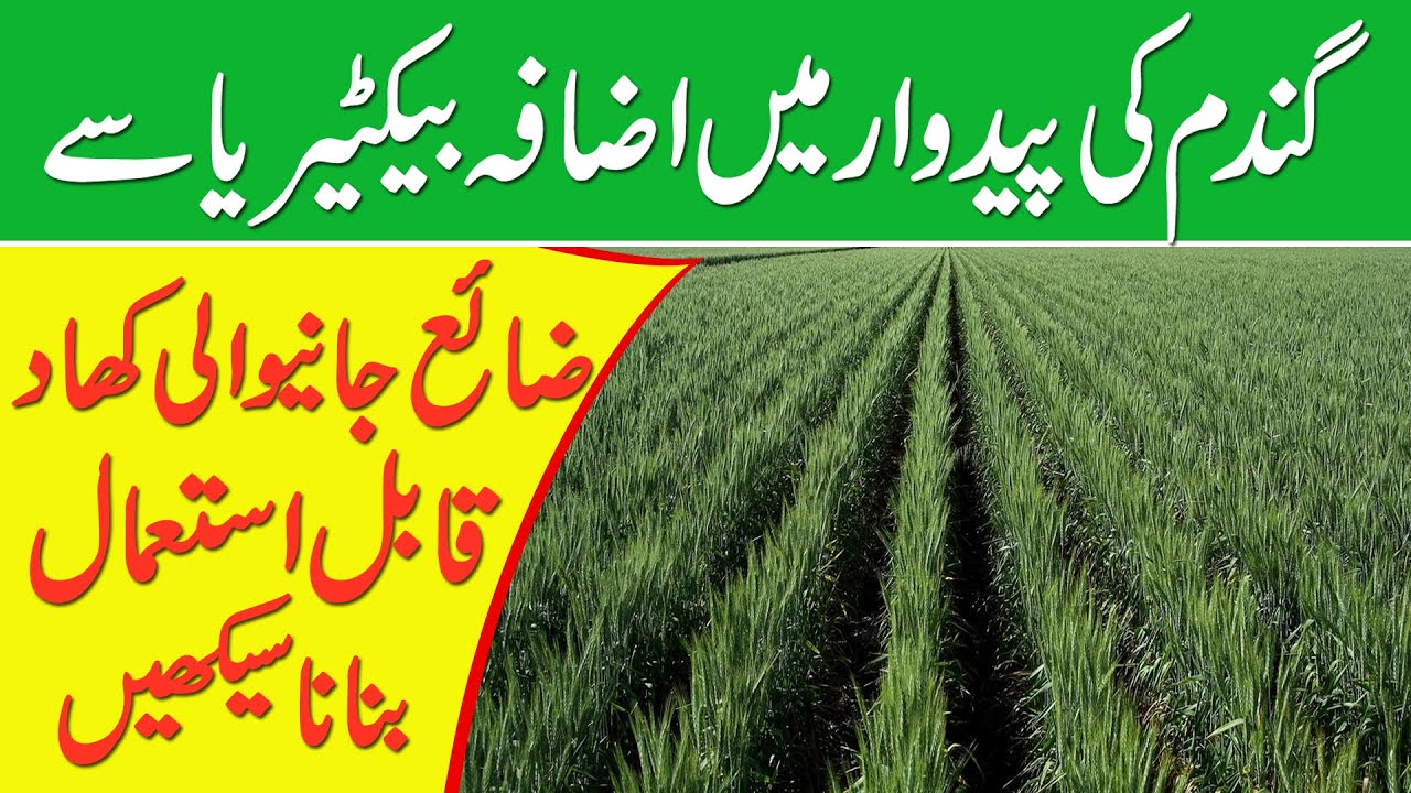 wheat growing technology 2021