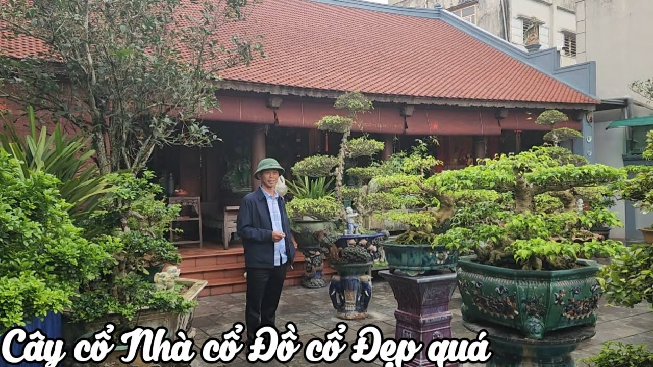 Kho đồ cổ & cây cổ rất có giá trị của anh Hải ở làng Sắc Mỹ thắng Nam định 