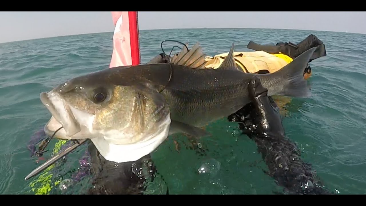 Chasse sous marine  - Bar / homards / araignées ...