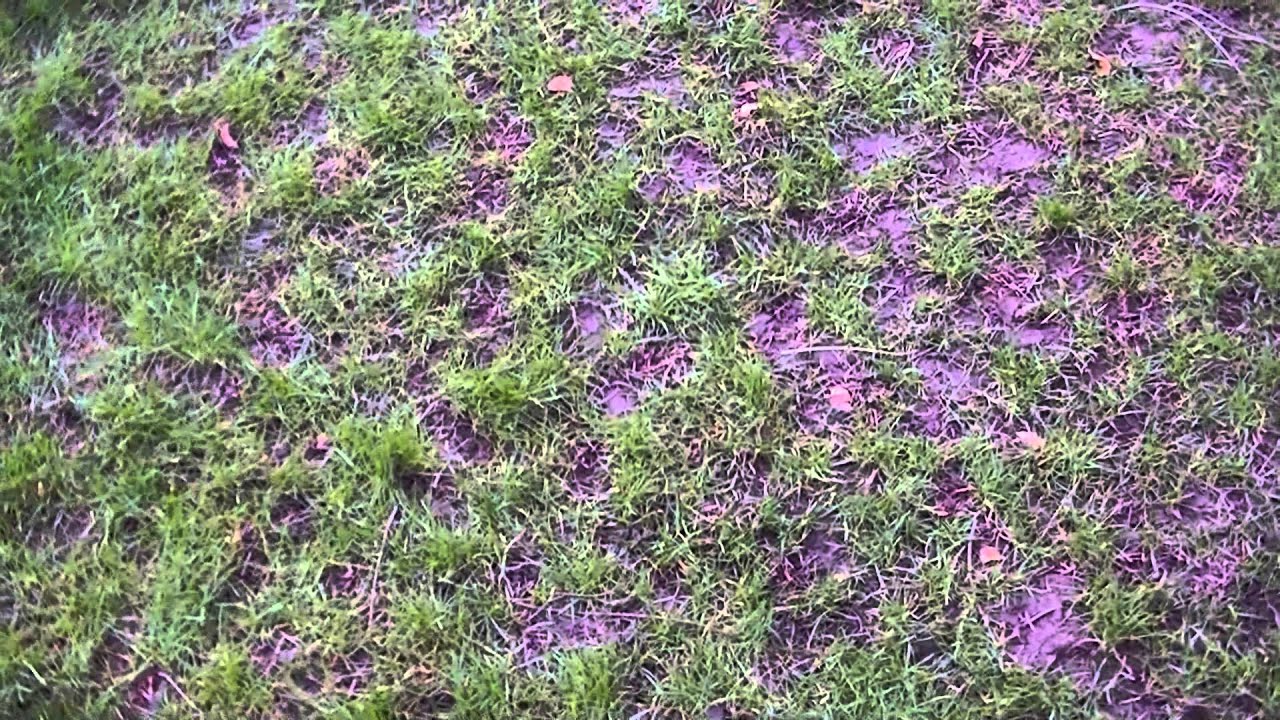 Winter Lawn Damage to Newly Sodded Lawn