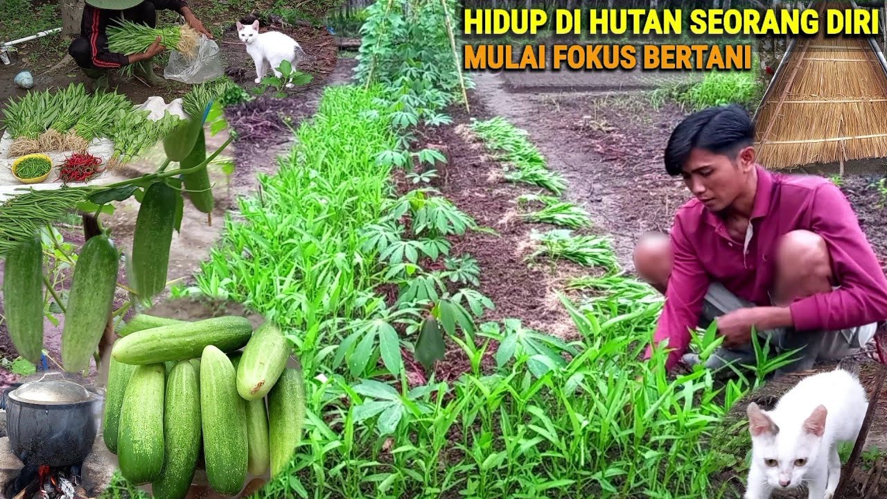 Panen kangkung, petik timun, Sepuh cangkul & parang, hidup di hutan berkebun & beternak CHR-72