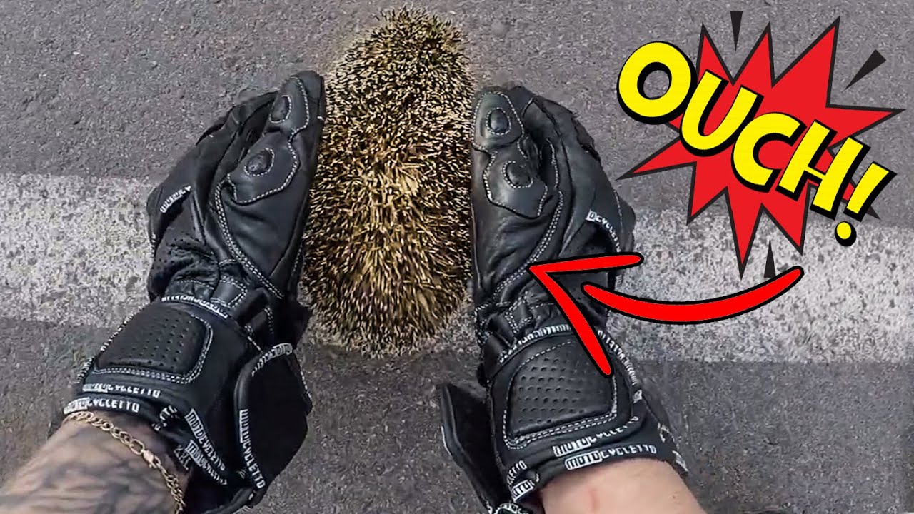 THIS IS WHY WE LOVE BIKERS | BIKERS SAVING ANIMALS & BEING NICE | [EP. 94]