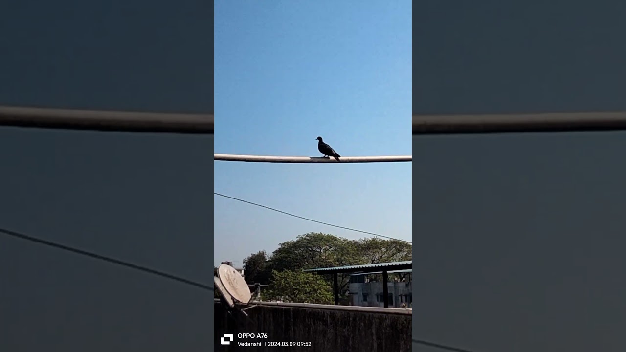 Flying 🕊️