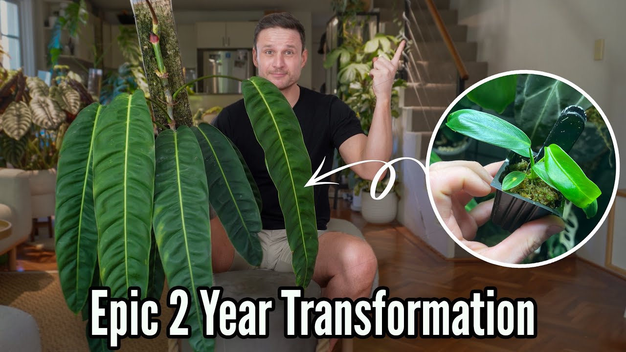 Philodendron patriciae - 2 Years of Growth Updates & Tips