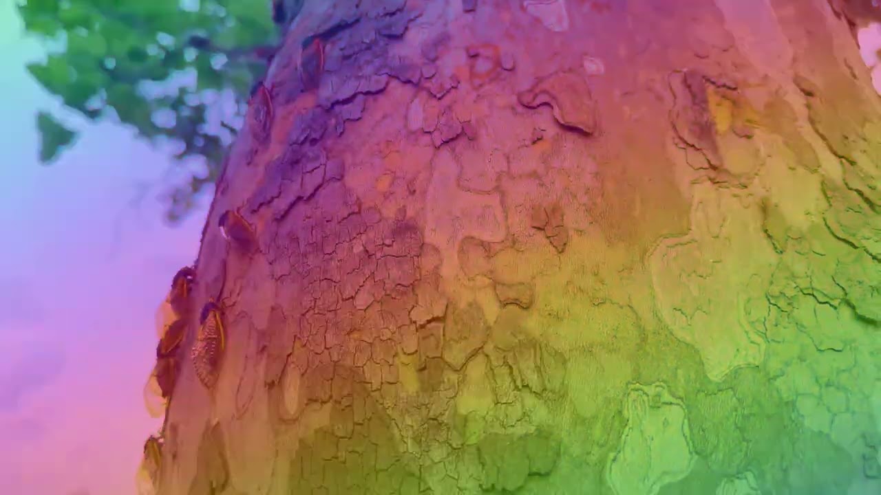 Houseplant - Explorations No. 1: The Opal Sun (Visualizer)