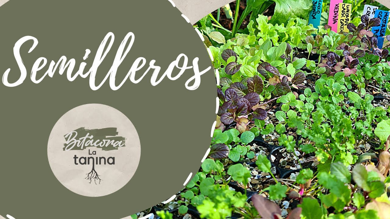 SEMILLEROS de Invierno🌱🪴
