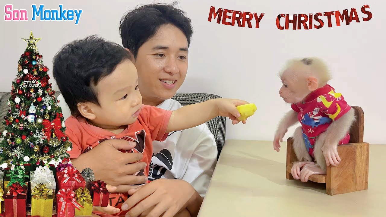 Smart baby monkey and new friend help dad decorate the house for Christmas, extremely cute