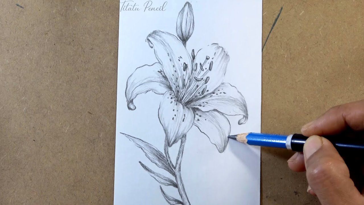 How to Draw a Lily Flower Step by Step | Pencil Drawing