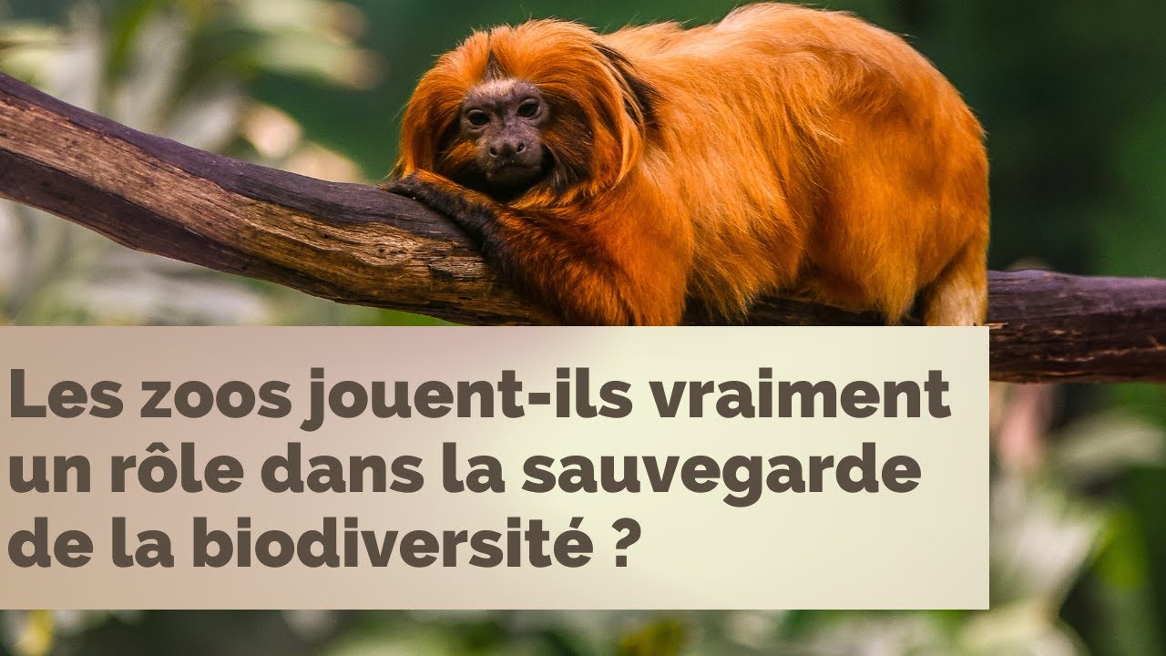 Interview Antenne Zoologie | Les zoos jouent-ils un rôle dans la sauvegarde de la biodiversité ? 🌍