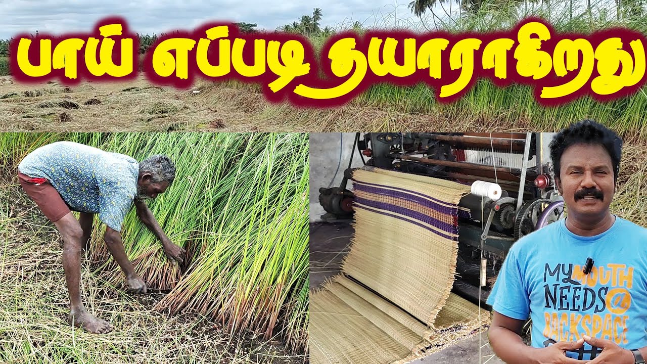 Korai Grass Mat, How to make Korai Mat, கோரை பாய் எப்படி தயாராகிறது, |  village tour
