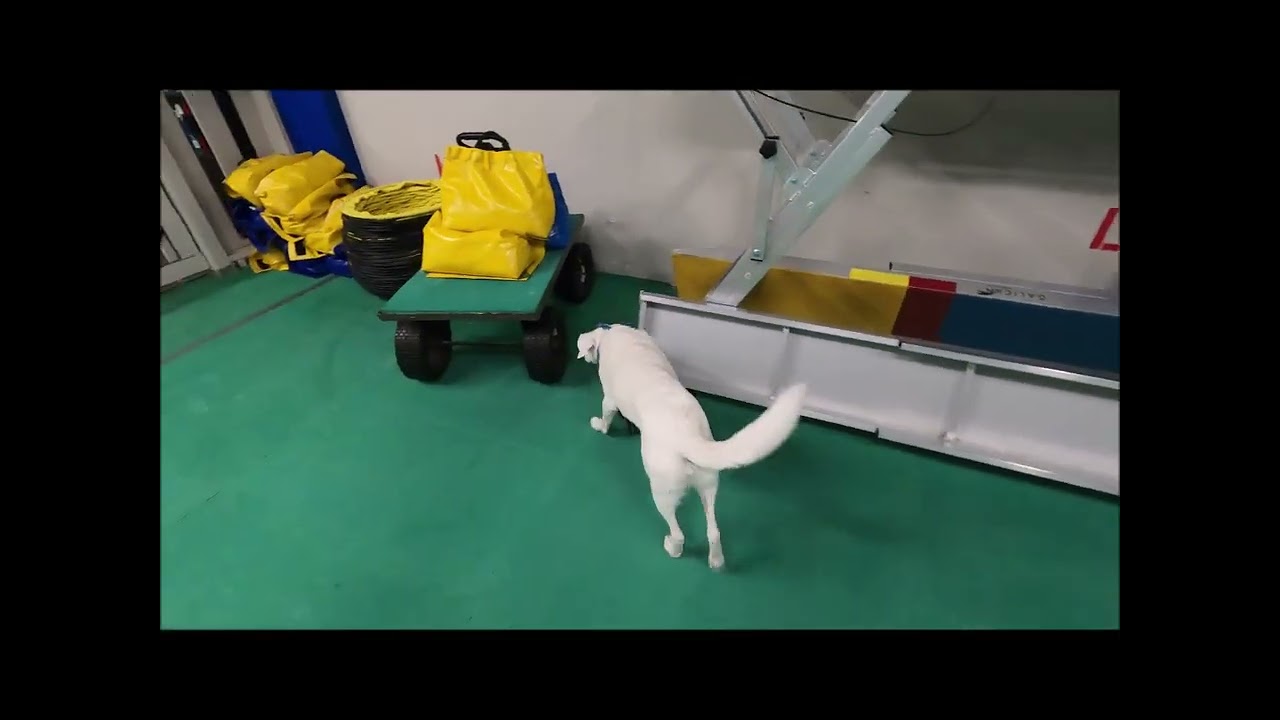 Enrichment lost item