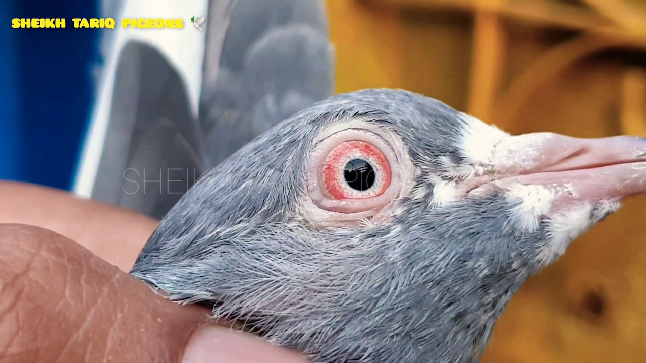 &hearts;️DUB WALA MALE💙 KAMAGER FRMALE &hearts;️PAIR FOR SALE &hearts;️