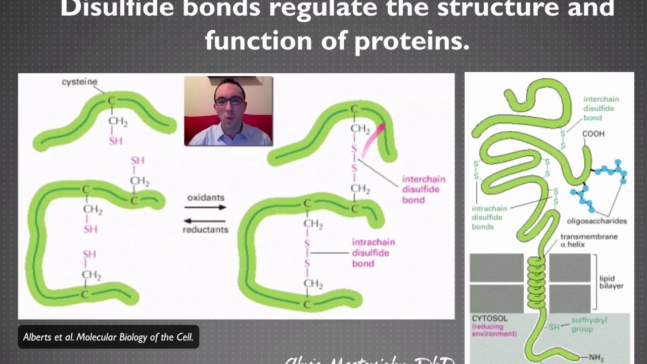 Intro to Glutathione | Masterclass With Masterjohn 1.6