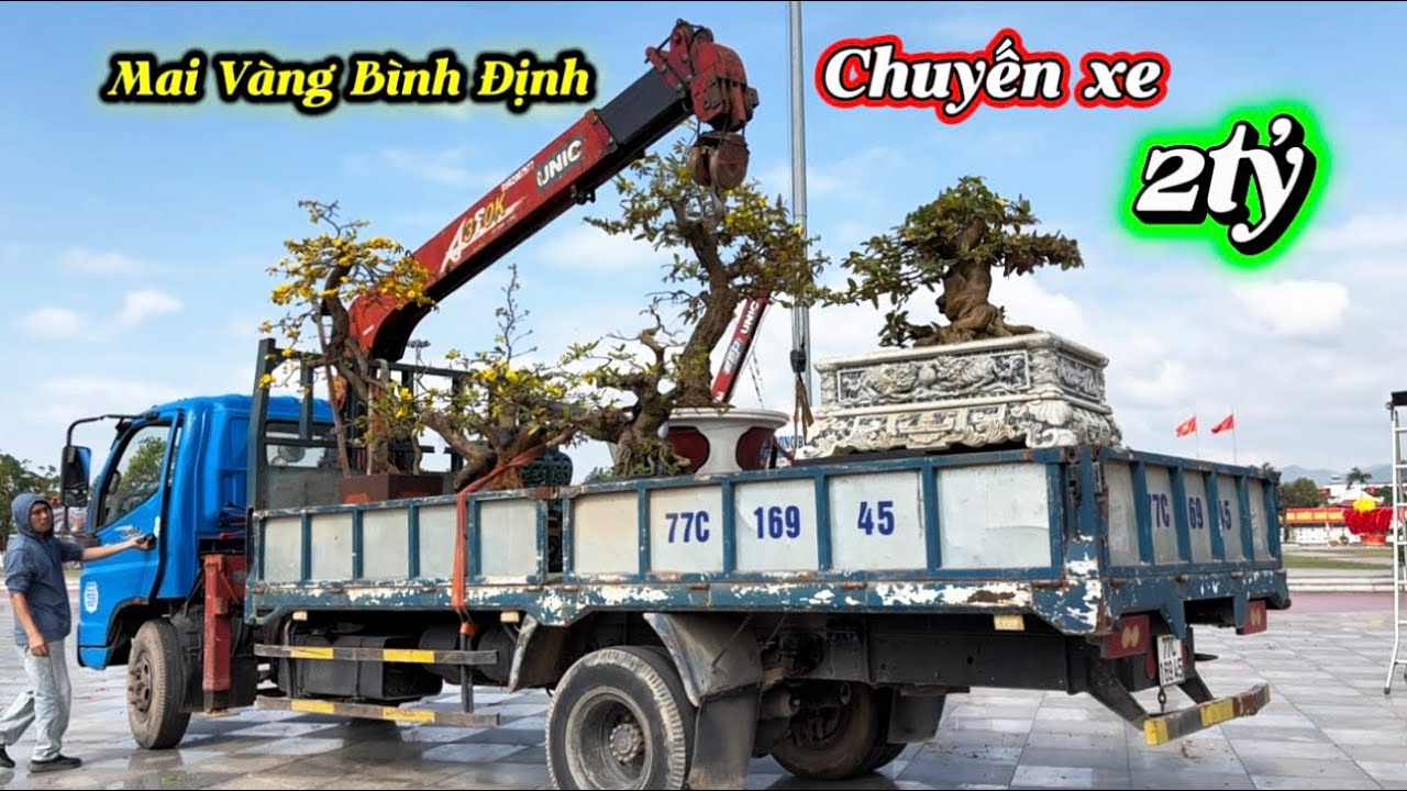 Mai vàng Bình Định Tết 2026- chuyến mai 2tỷ về chủ mới 
