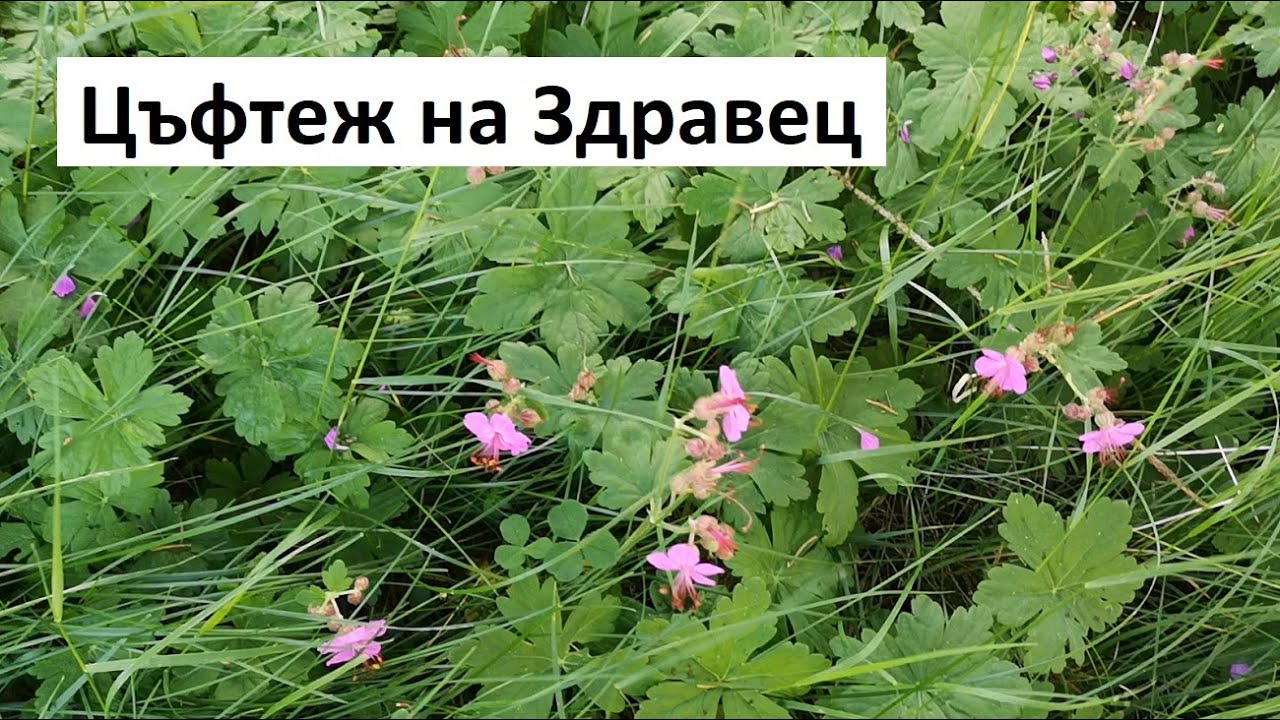 Цъфтеж на Здравец