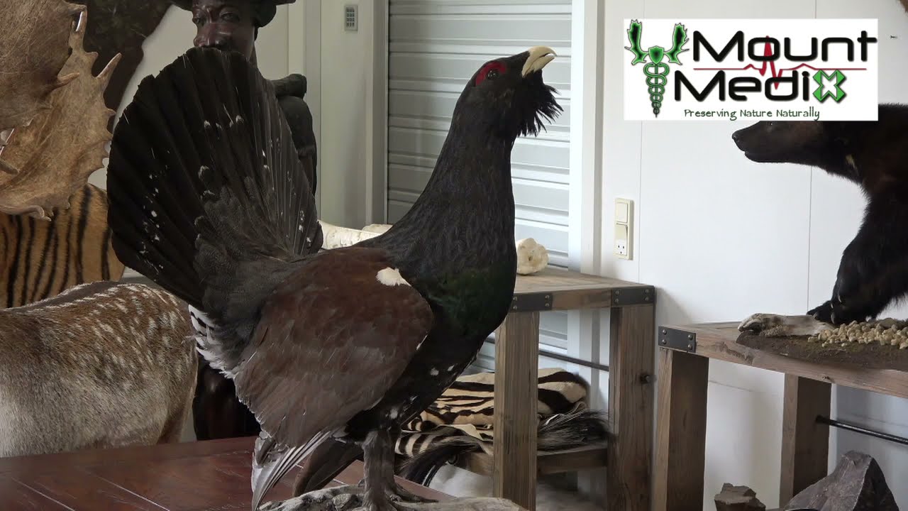 Tutorial in cleaning, insect-proofing and maintenance of a bird taxidermy mount / trophy mount